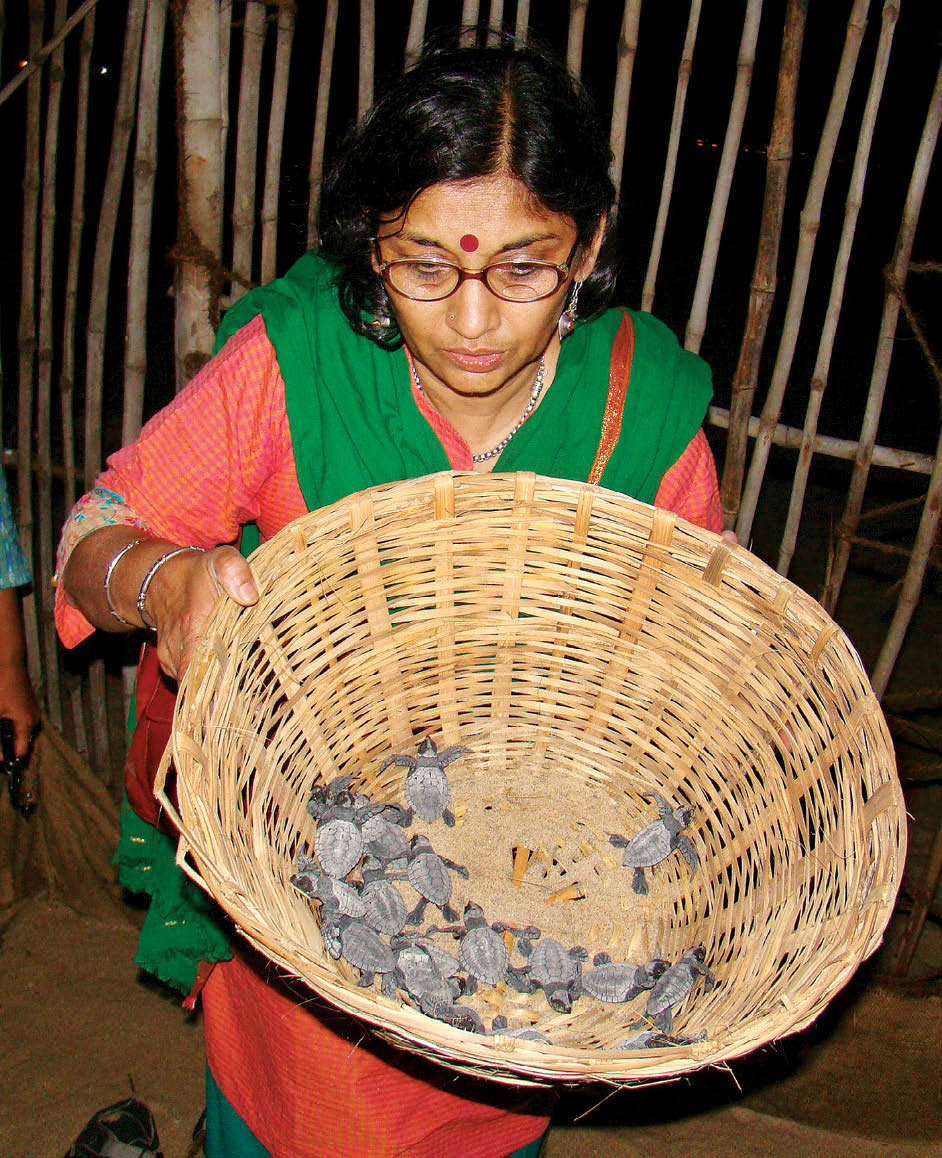 The Hatchlings of Chennai